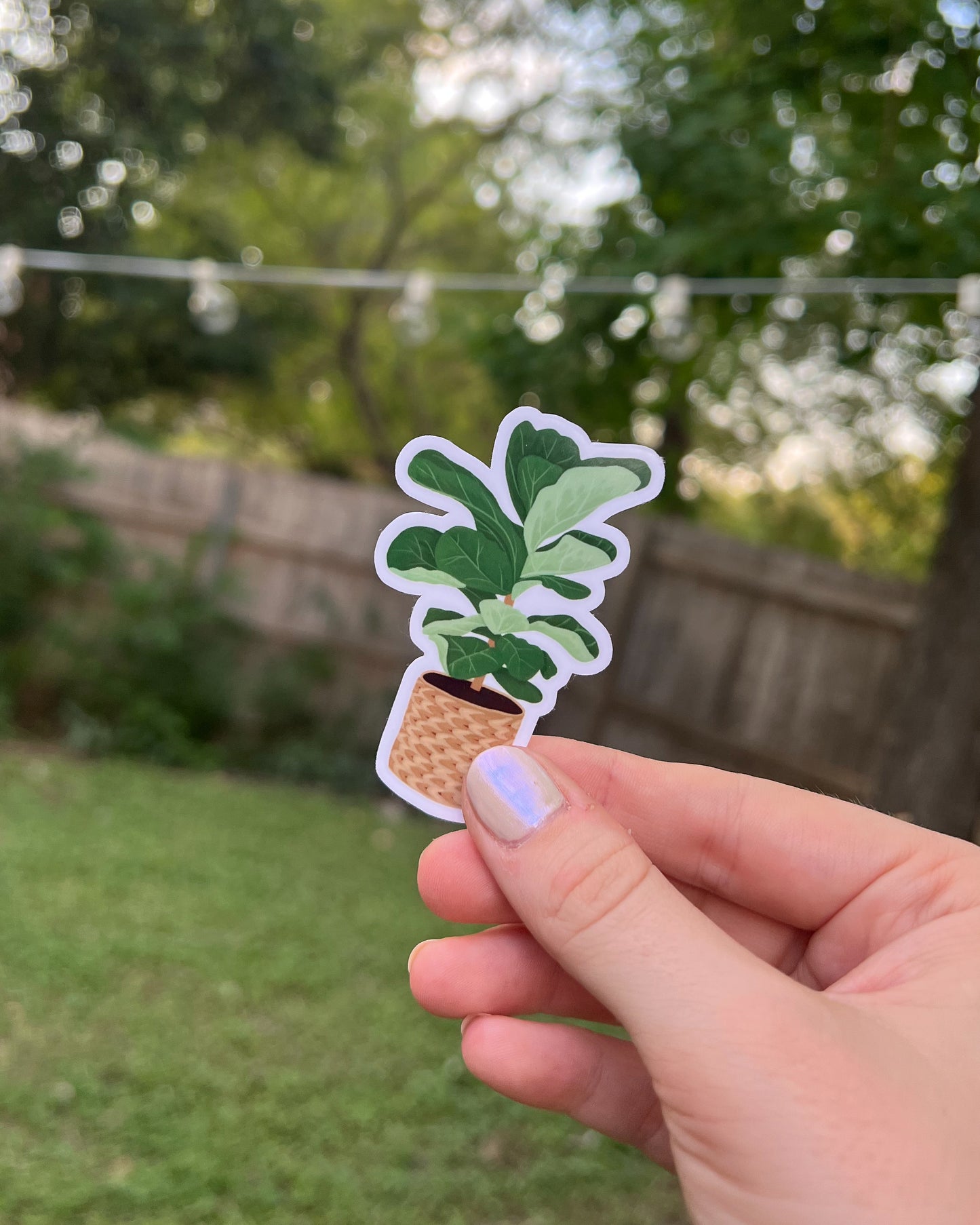 Sticker of a Fiddle Leaf Fig plant in a rattan pot.