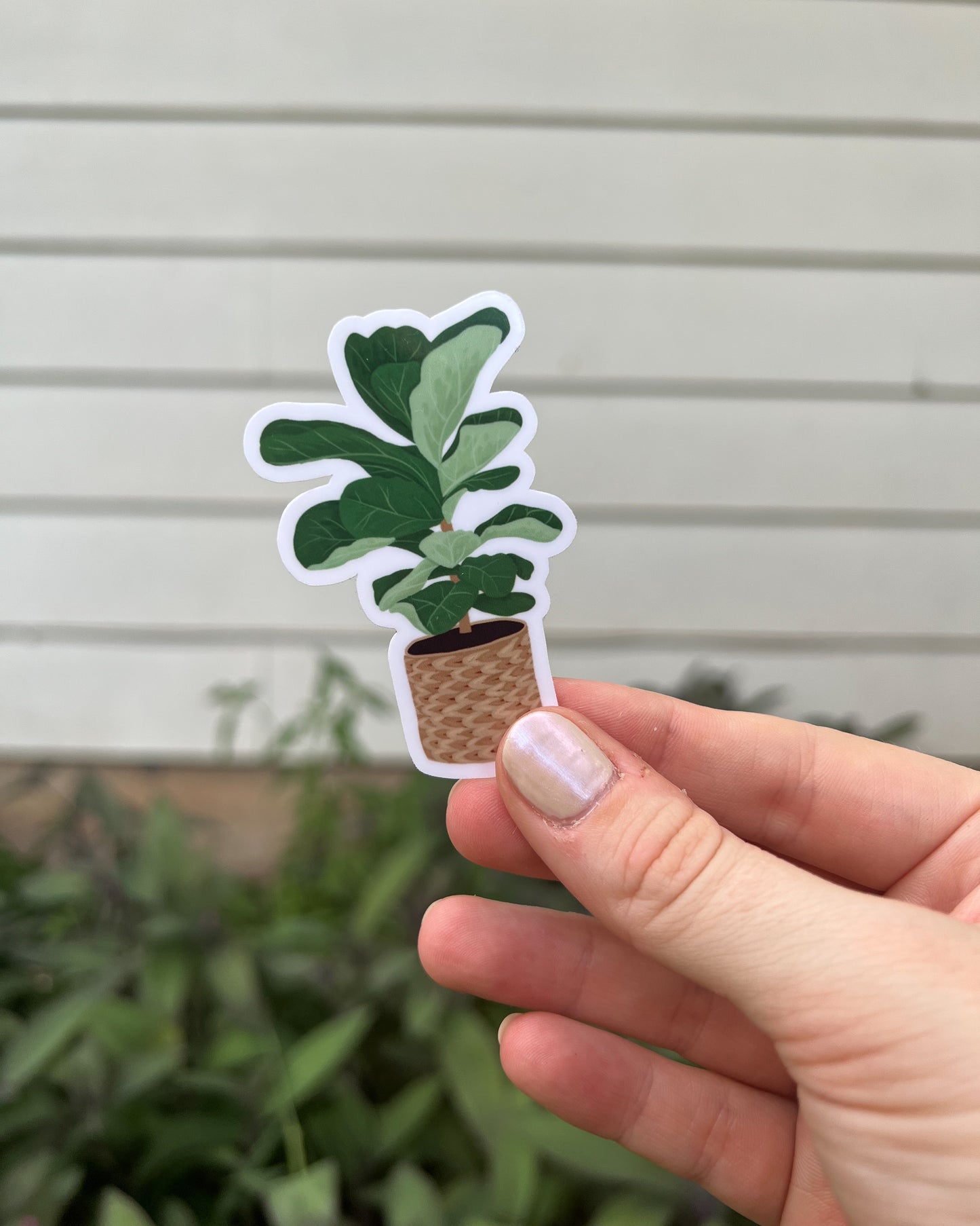 Sticker of a Fiddle Leaf Fig in a boho rattan pot.